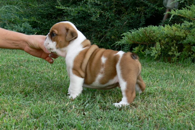 Angol bulldog