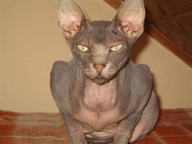 Sphynx macska