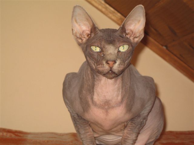 Sphynx macska