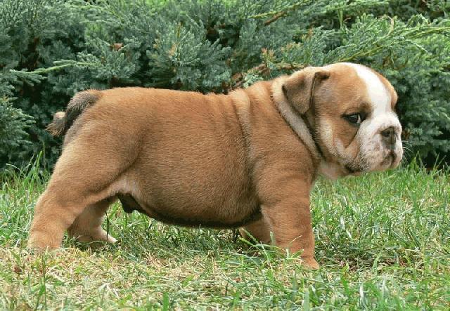 Angol bulldog